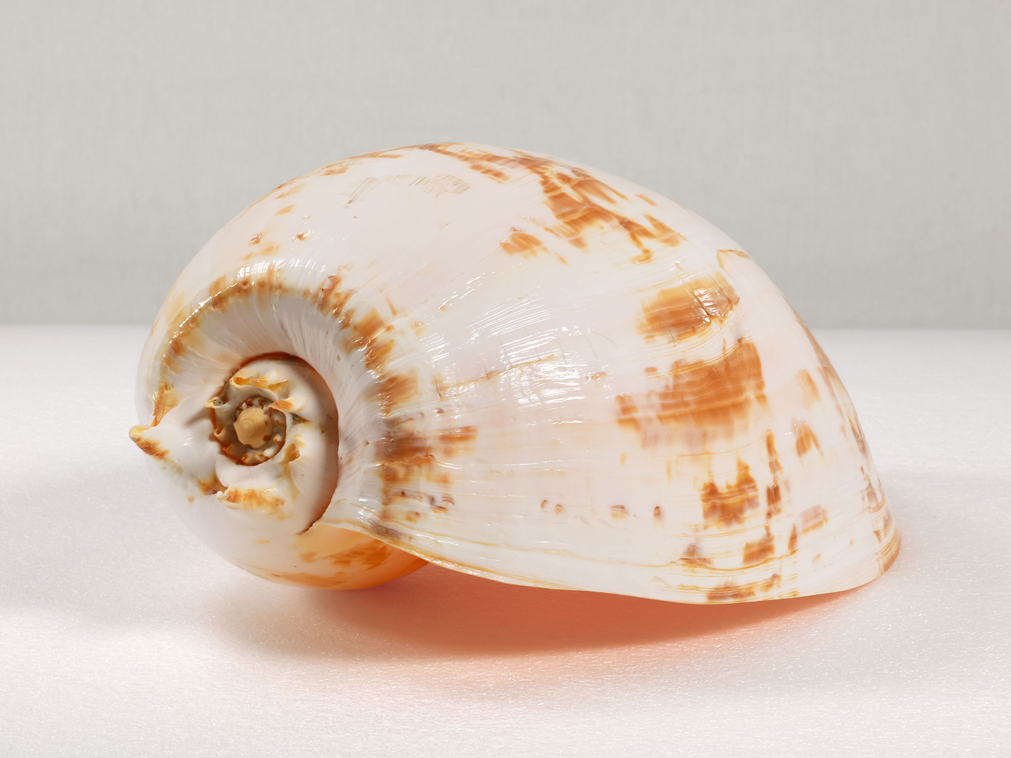 Margaret Roessler Seashell Collection